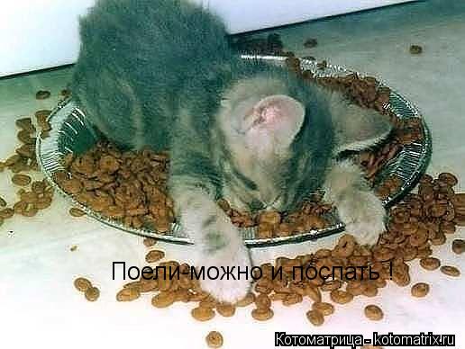 Поели-можно и поспать !... Котоматрица: Поели-можно и поспать !