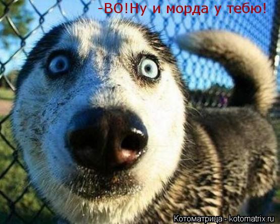 -ВО!Ну и морда у тебю!... Котоматрица: -ВО!Ну и морда у тебю!