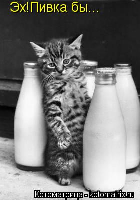 Эх!Пивка бы...... Котоматрица: Эх!Пивка бы...
