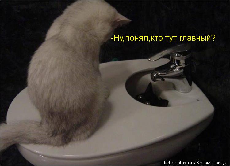 -Ну,понял,кто тут главный?... Котоматрица: -Ну,понял,кто тут главный?