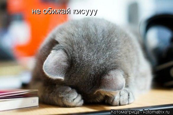 не обижай кисууу... Котоматрица: не обижай кисууу