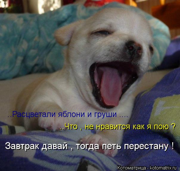 ..Что , не нравится как я пою ? ..Расцветали яблони и груши .... Завтрак давай , тогда петь перестану... Котоматрица: ..Что , не нравится как я пою ? ..Расцветали яблони и груши .... Завтрак давай , тогда петь перестану !