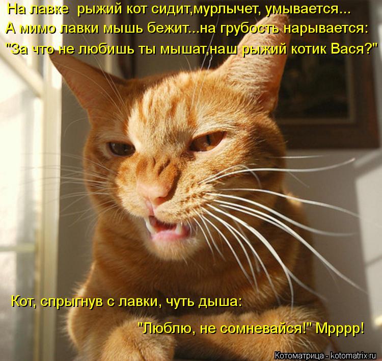 А мимо лавки мышь бежит...на грубость нарывается: На лавке рыжий кот сидит,мурлычет, умывается... "З... Котоматрица: А мимо лавки мышь бежит...на грубость нарывается: На лавке рыжий кот сидит,мурлычет, умывается... "За что не любишь ты мышат,наш рыжий котик Ва