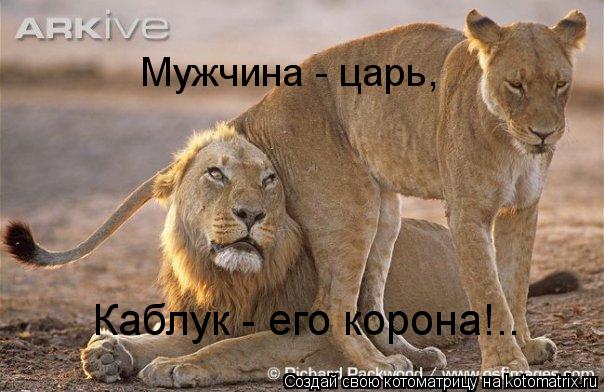 Каблук - его корона!.. Мужчина - царь,... Котоматрица: Каблук - его корона!.. Мужчина - царь,
