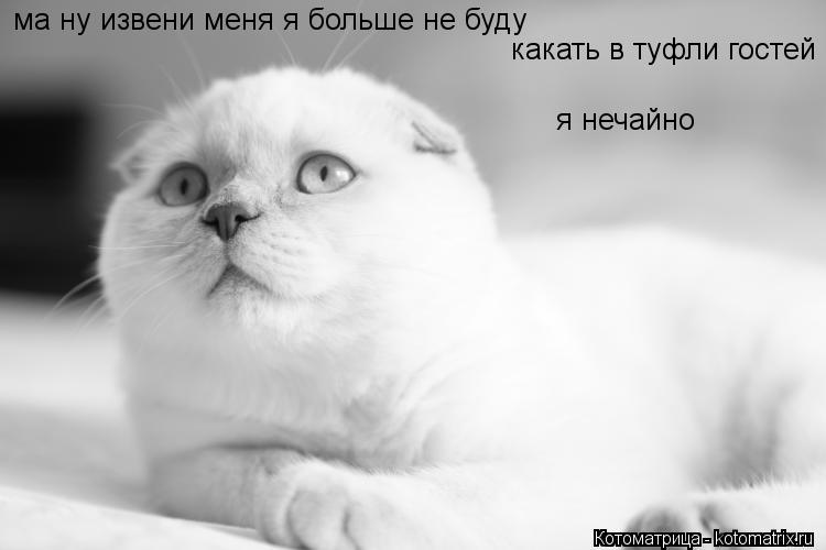 ма ну извени меня я больше не буду какать в туфли гостей я нечайно... Котоматрица: ма ну извени меня я больше не буду какать в туфли гостей я нечайно