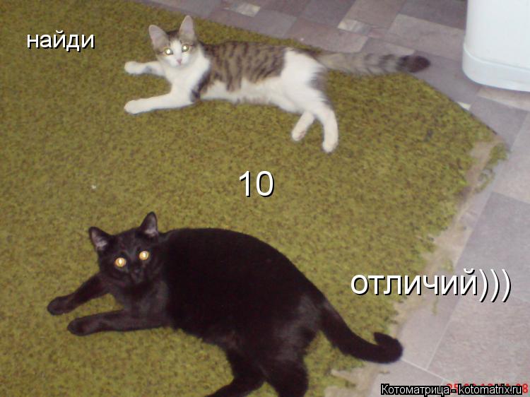 Котоматрица: найди 10 отличий)))