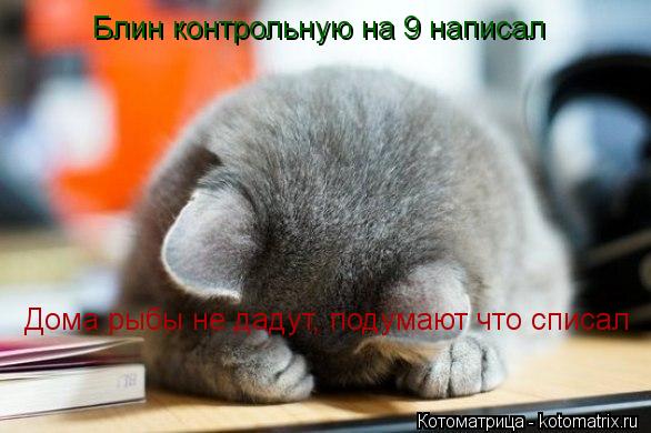 Блин контрольную на 9 написал Дома рыбы не дадут, подумают что списал... Котоматрица: Блин контрольную на 9 написал Дома рыбы не дадут, подумают что списал