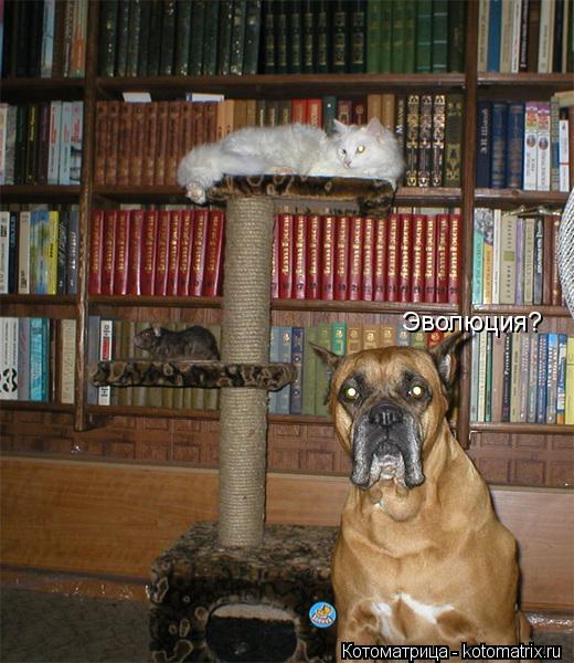 Эволюция?... Котоматрица: Эволюция?