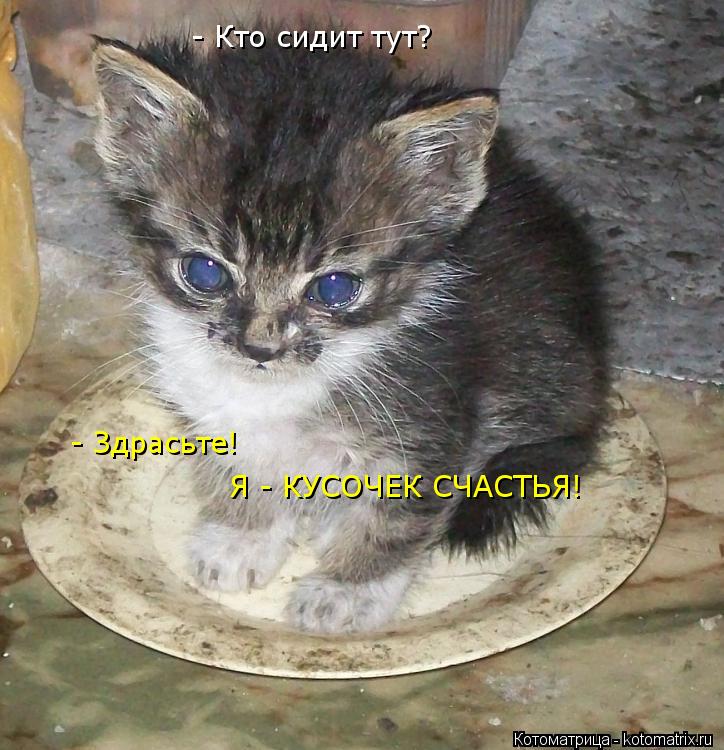 - Кто сидит тут? - Здрасьте! Я - КУСОЧЕК СЧАСТЬЯ!... Котоматрица: - Кто сидит тут? - Здрасьте! Я - КУСОЧЕК СЧАСТЬЯ!