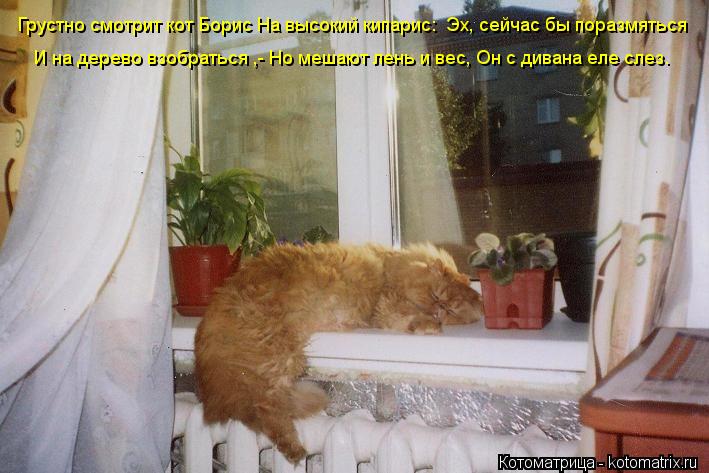 Грустно смотрит кот Борис На высокий кипарис: «Эх, сейчас бы поразмяться И на дерево взобраться»,- Но... Котоматрица: Грустно смотрит кот Борис На высокий кипарис: «Эх, сейчас бы поразмяться И на дерево взобраться»,- Но мешают лень и вес, Он с дивана еле слез.