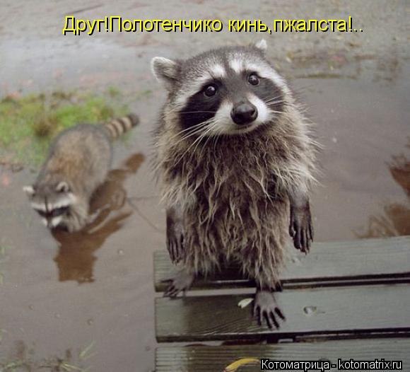Котоматрица: Друг!Полотенчико кинь,пжалста!..
