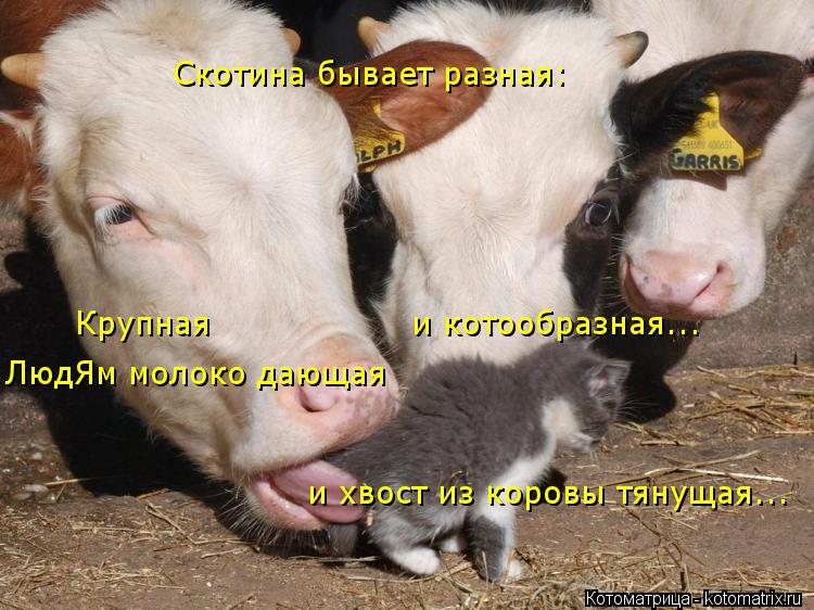 Скотина бывает разная: Крупная и котообразная... ЛюдЯм ... Котоматрица: Скотина бывает разная: Крупная и котообразная... ЛюдЯм молоко дающая и хвост из коровы тянущая...