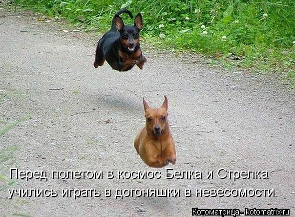 Перед полетом в космос Белка и Стрелка учились играть в догоняшки в невесомости.... Котоматрица: Перед полетом в космос Белка и Стрелка учились играть в догоняшки в невесомости.