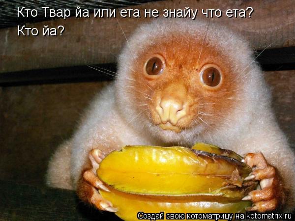 Кто Твар йа или ета не знайу что ета? Кто йа?... Котоматрица: Кто Твар йа или ета не знайу что ета? Кто йа?