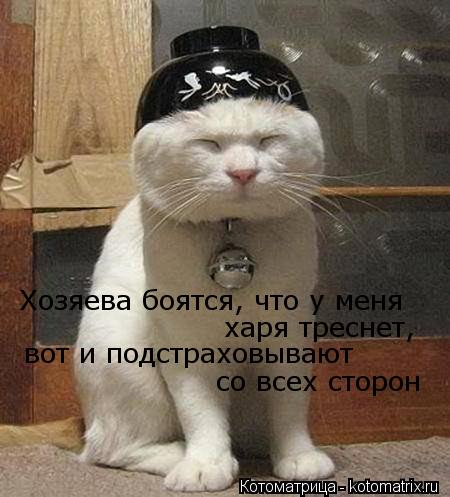 Хозяева боятся, что у меня харя треснет, вот и подстраховывают со всех сторон... Котоматрица: Хозяева боятся, что у меня харя треснет, вот и подстраховывают со всех сторон