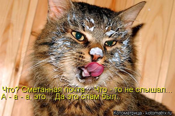 Что? Сметанная почта... Что - то не слышал... А - а - а, это... Да это спам был...... Котоматрица: Что? Сметанная почта... Что - то не слышал... А - а - а, это... Да это спам был...