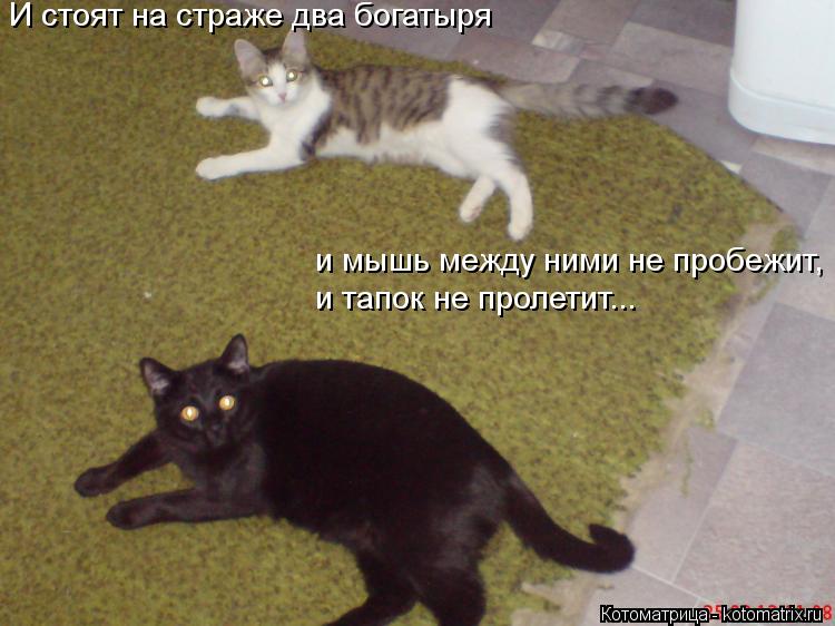 И стоят на страже два богатыря и мышь между ними не пробежит, и тапок не пролетит...... Котоматрица: И стоят на страже два богатыря и мышь между ними не пробежит, и тапок не пролетит...