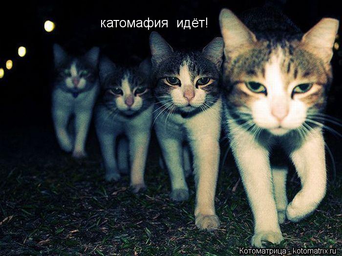 катомафия идёт!... Котоматрица: катомафия идёт!