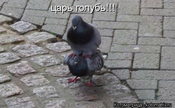 царь голубь!!!... Котоматрица: царь голубь!!!