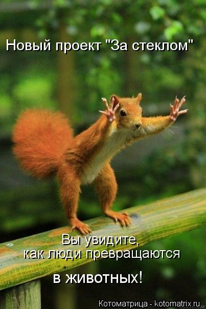 Новый проект "За стеклом" Вы увидите, как люди превращаются в животных!... Котоматрица: Новый проект "За стеклом" Вы увидите, как люди превращаются в животных!