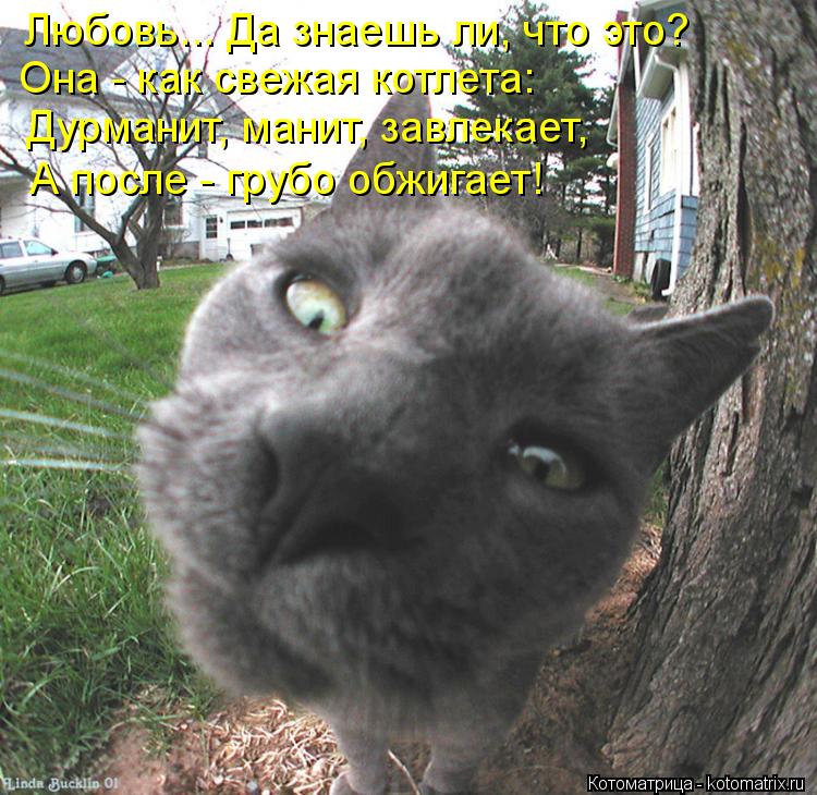 Котоматрица: Любовь... Да знаешь ли, что это? Она - как свежая котлета: Дурманит, манит, завлекает, А после - грубо обжигает!