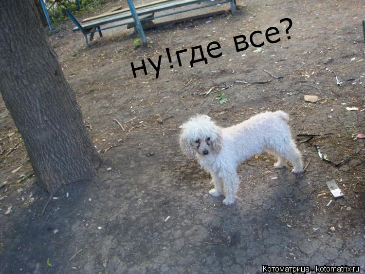 ну!где все?... Котоматрица: ну!где все?