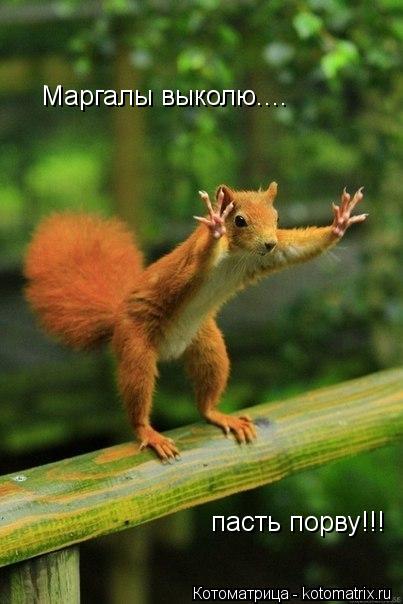 Маргалы выколю.... пасть порву!!!... Котоматрица: Маргалы выколю.... пасть порву!!!