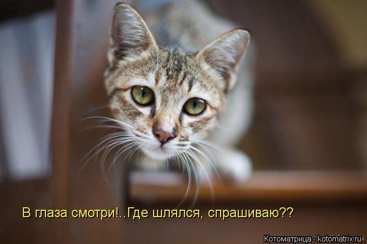 В глаза смотри!..Где шлялся, спрашиваю??... Котоматрица: В глаза смотри!..Где шлялся, спрашиваю??
