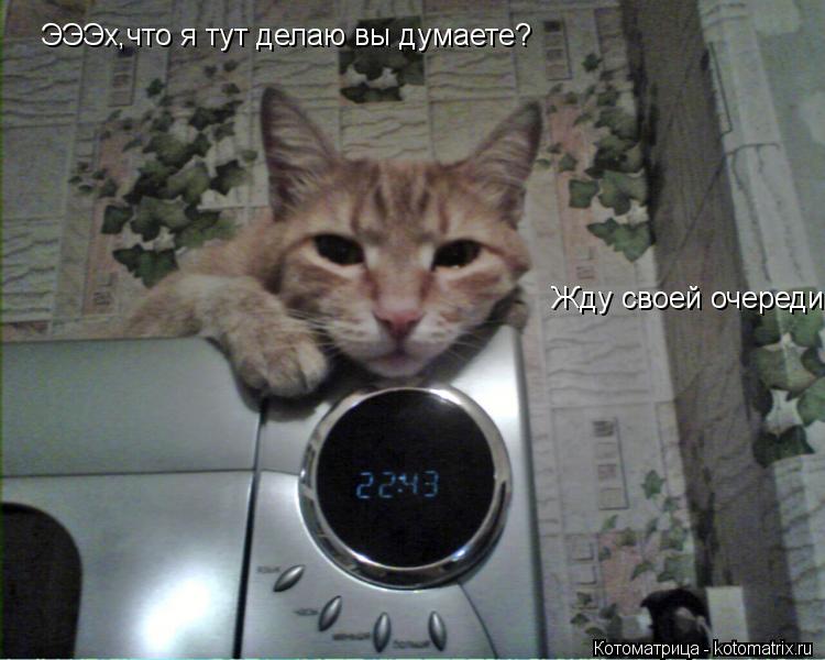 ЭЭЭх,что я тут делаю вы думаете? Жду своей очереди... Котоматрица: ЭЭЭх,что я тут делаю вы думаете? Жду своей очереди