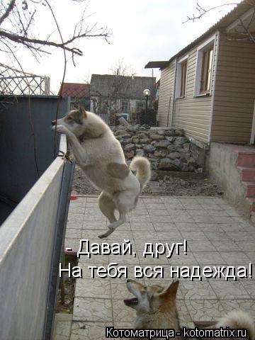 - Давай, друг! На тебя вся надежда!... Котоматрица: - Давай, друг! На тебя вся надежда!
