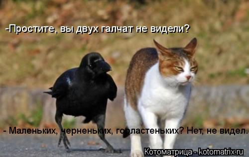 -Простите, вы двух галчат не видели? - Маленьких, черненьких, горластеньких? Нет, не видел...... Котоматрица: -Простите, вы двух галчат не видели? - Маленьких, черненьких, горластеньких? Нет, не видел...
