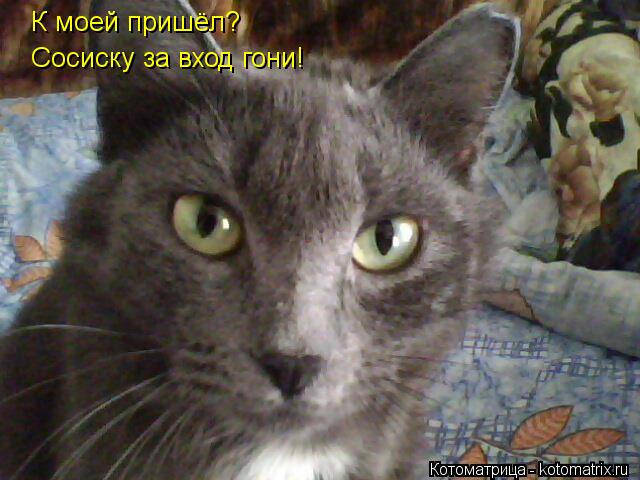 К моей пришёл? Сосиску за вход гони!... Котоматрица: К моей пришёл? Сосиску за вход гони!
