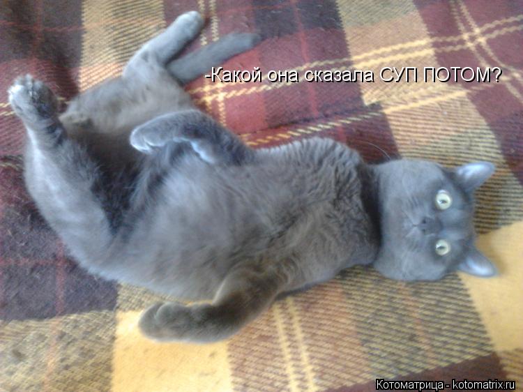 Котоматрица: -Какой она сказала СУП ПОТОМ?