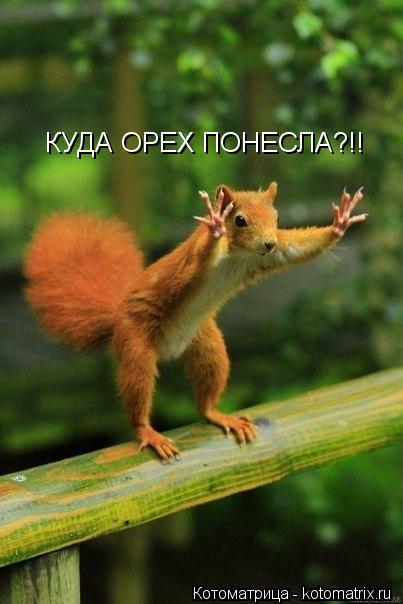 КУДА ОРЕХ ПОНЕСЛА?!!... Котоматрица: КУДА ОРЕХ ПОНЕСЛА?!!