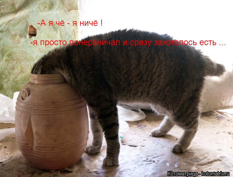 -А я чё - я ничё ! -я просто понервничал и сразу захотелось есть ...... Котоматрица: -А я чё - я ничё ! -я просто понервничал и сразу захотелось есть ...