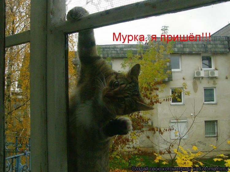 Котоматрица: Мурка, я пришёл!!!