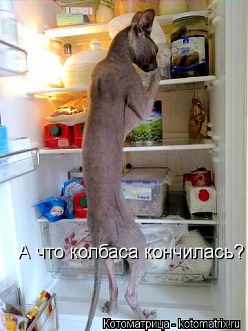 А что колбаса кончилась?... Котоматрица: А что колбаса кончилась?