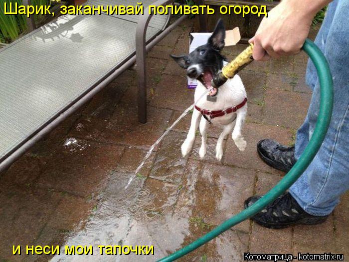 Шарик, заканчивай поливать огород и неси мои тапочки... Котоматрица: Шарик, заканчивай поливать огород и неси мои тапочки