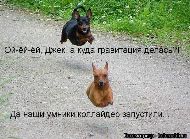Ой-ёй-ёй, Джек, а куда гравитация делась?! Да наши умники коллайдер запустили...... Котоматрица: Ой-ёй-ёй, Джек, а куда гравитация делась?! Да наши умники коллайдер запустили...