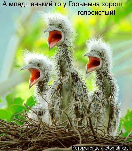 А младшенький то у Горыныча хорош, голосистый!... Котоматрица: А младшенький то у Горыныча хорош, голосистый!
