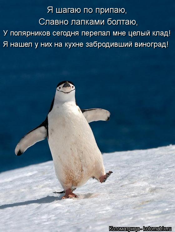 Я шагаю по припаю, Славно лапками болтаю, У полярников сегодня перепал мне целый клад! Я нашел у них ... Котоматрица: Я шагаю по припаю, Славно лапками болтаю, У полярников сегодня перепал мне целый клад! Я нашел у них на кухне забродивший виноград!