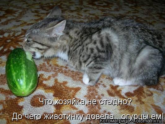 До чего животинку довела...огурцы ем! Что,хозяйка,не стыдно?... Котоматрица: До чего животинку довела...огурцы ем! Что,хозяйка,не стыдно?
