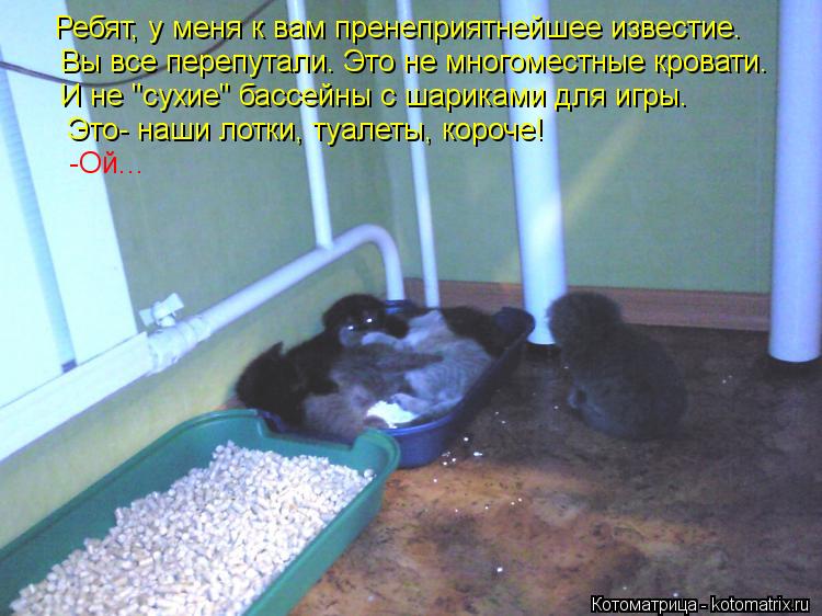Котоматрица: Ребят, у меня к вам пренеприятнейшее известие. И не "сухие" бассейны с шариками для игры. Это- наши лотки, туалеты, короче! -Ой... Вы все перепут