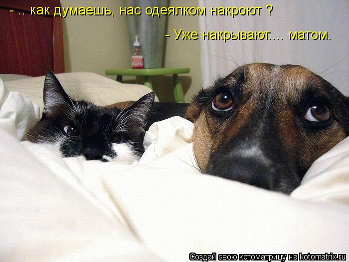 Котоматрица: - .. как думаешь, нас одеялком накроют ? - Уже накрывают.... матом.
