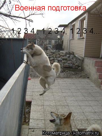 Котоматрица: Военная подготовка 1 2 3 4 , 1 2 3 4, 1 2 3 4...
