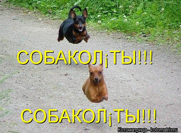 СОБАКОЛЁТЫ!!! СОБАКОЛЁТЫ!!!... Котоматрица: СОБАКОЛЁТЫ!!! СОБАКОЛЁТЫ!!!