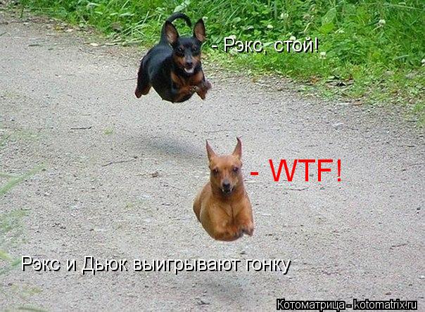 Рэкс и Дьюк выигрывают гонку - Рэкс, стой! - WTF!... Котоматрица: Рэкс и Дьюк выигрывают гонку - Рэкс, стой! - WTF!