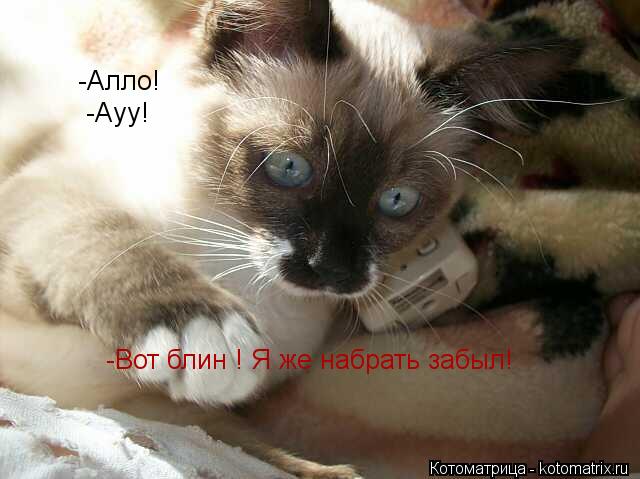 -Алло! -Ауу! -Вот блин ! Я же набрать забыл!... Котоматрица: -Алло! -Ауу! -Вот блин ! Я же набрать забыл!