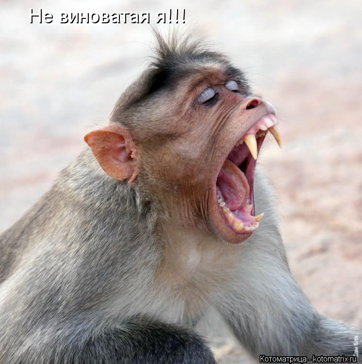 Не виноватая я!!!... Котоматрица: Не виноватая я!!!