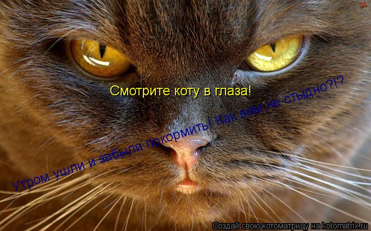 Смотрите коту в глаза! Утром ушли и забыли покормить! Как вам не стыдно?!?... Котоматрица: Смотрите коту в глаза! Утром ушли и забыли покормить! Как вам не стыдно?!?